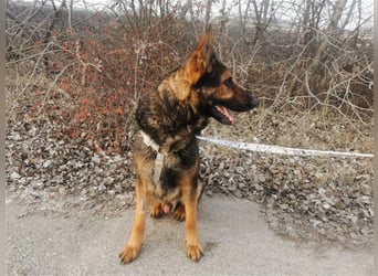 Jimmi, neugieriger Schäferhund (Mix?), ca. 7 Jahre, ca. 30kg