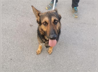 Jimmi, neugieriger Schäferhund (Mix?), ca. 7 Jahre, ca. 30kg