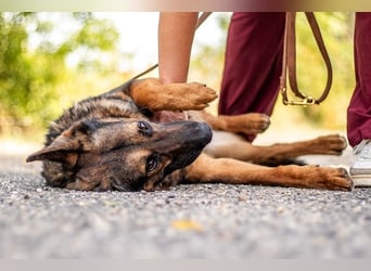 Jimmi, neugieriger Schäferhund (Mix?), ca. 7 Jahre, ca. 30kg