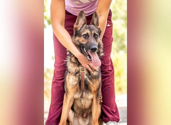 Jimmi, neugieriger Schäferhund (Mix?), ca. 7 Jahre, ca. 30kg