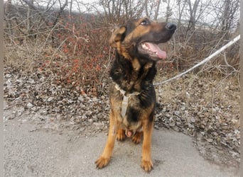 Jimmi, neugieriger Schäferhund (Mix?), ca. 7 Jahre, ca. 30kg