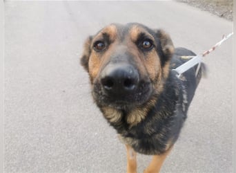 Jimmi, neugieriger Schäferhund (Mix?), ca. 7 Jahre, ca. 30kg