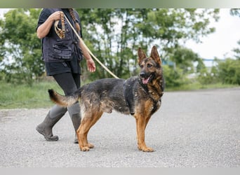 Jimmi, neugieriger Schäferhund (Mix?), ca. 7 Jahre, ca. 30kg