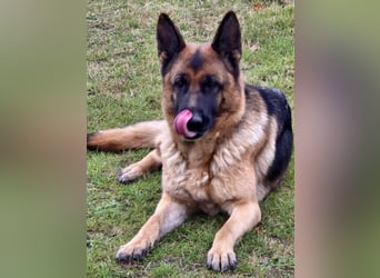 Kiki - ist wachsam&kinderlieb