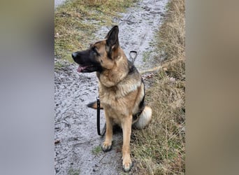 Kiki - ist wachsam&kinderlieb