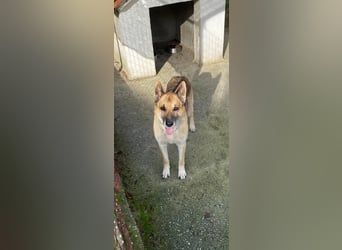 Hund Rüde Tierschutz Deutscher Schäferhund Bundesweite Vermittlung