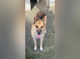 Hund Rüde Tierschutz Deutscher Schäferhund Bundesweite Vermittlung