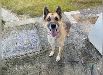 Hund Rüde Tierschutz Deutscher Schäferhund Bundesweite Vermittlung