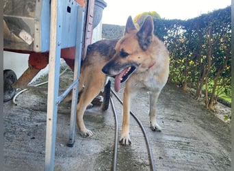 Hund Rüde Tierschutz Deutscher Schäferhund Bundesweite Vermittlung