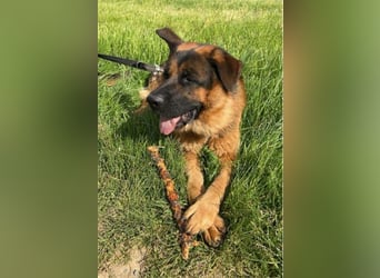 Deutscher Schäferhund