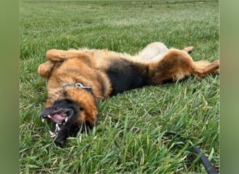 Deutscher Schäferhund