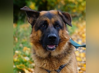 Deutscher Schäferhund