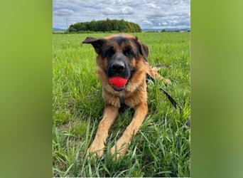 Deutscher Schäferhund