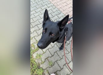 Asta in 60326 – schwarze Schönheit auf der Suche nach ihrem Glück