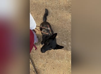 Asta in 60326 – schwarze Schönheit auf der Suche nach ihrem Glück