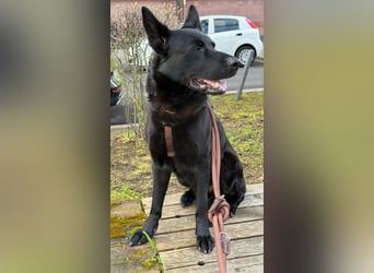 Asta in 60326 – schwarze Schönheit auf der Suche nach ihrem Glück