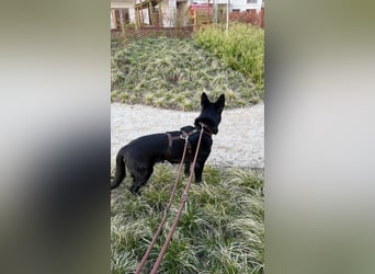 Asta in 60326 – schwarze Schönheit auf der Suche nach ihrem Glück