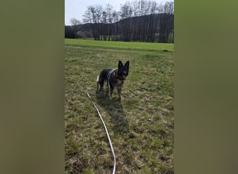 Lenia - treue Schäferhund-Dame (wartet in 92318)