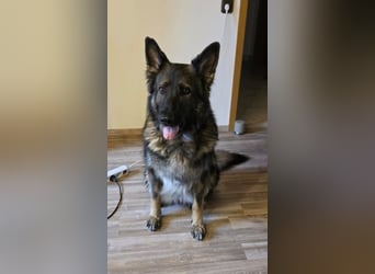 Lenia - treue Schäferhund-Dame (wartet in 92318)