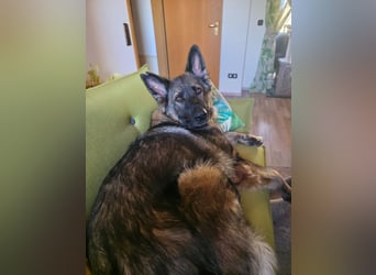 Lenia - treue Schäferhund-Dame (wartet in 92318)