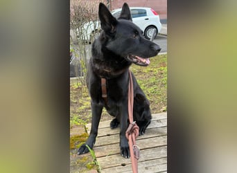 Asta in 60326 – schwarze Schönheit auf der Suche nach ihrem Glück