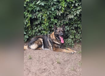 Lenia - treue Schäferhund-Dame (wartet in 92318)