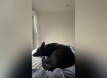 Asta in 60326 – schwarze Schönheit auf der Suche nach ihrem Glück