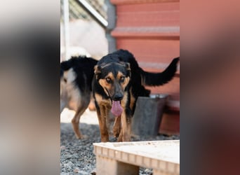 Junger SchäferhundMix KOOS sucht sein Zuhause
