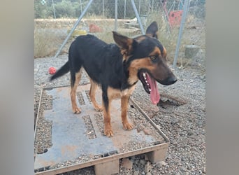 Junger SchäferhundMix KOOS sucht sein Zuhause