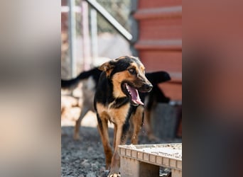 Junger SchäferhundMix KOOS sucht sein Zuhause