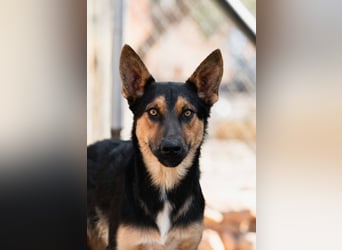 Junger SchäferhundMix KOOS sucht sein Zuhause