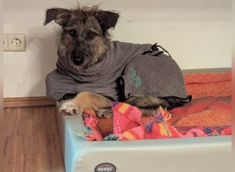 Tonita - ein Traumhund ❤️