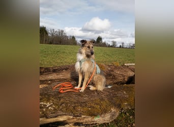 Tonita - ein Traumhund ❤️