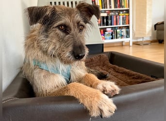 Tonita - ein Traumhund ❤️