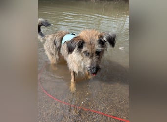 Tonita - ein Traumhund ❤️