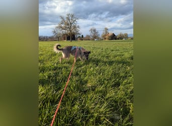 Tonita - ein Traumhund ❤️