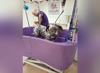 Schafpudelmix Kelly 55cm geb. 07/2023 wartet in 49453 Barver