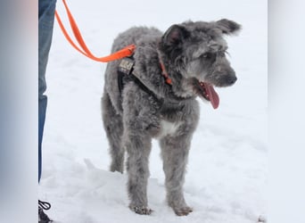 Schafpudelmix Kelly 55cm geb. 07/2023 wartet in 49453 Barver