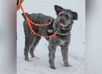 Schafpudelmix Kelly 55cm geb. 07/2023 wartet in 49453 Barver