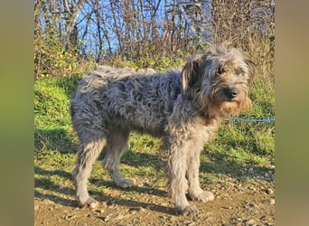 Schafpudelmix Kelly 55cm geb. 07/2023 wartet in 49453 Barver