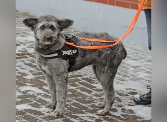 Schafpudelmix Kelly 55cm geb. 07/2023 wartet in 49453 Barver