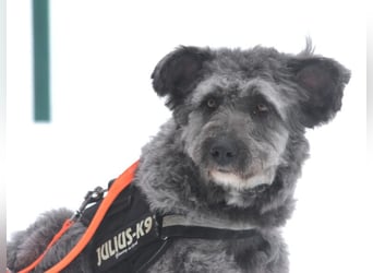 Schafpudelmix Kelly 55cm geb. 07/2023 wartet in 49453 Barver