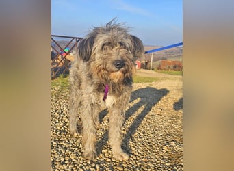 Schafpudelmix Kelly 55cm geb. 07/2023 wartet in 49453 Barver