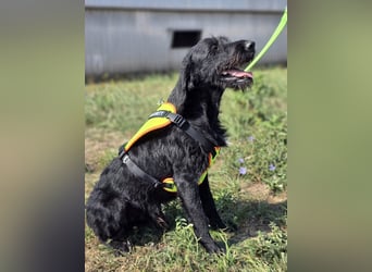 Cezar ❤️neugieriger Schnauzermischling mit Herz und Köpfchen