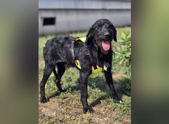 Cezar ❤️neugieriger Schnauzermischling mit Herz und Köpfchen