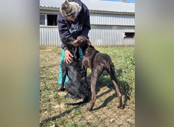 Cezar ❤️neugieriger Schnauzermischling mit Herz und Köpfchen