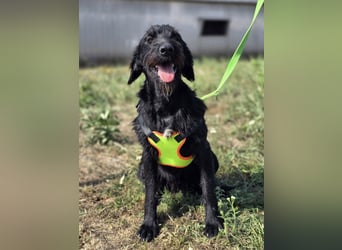 Cezar ❤️neugieriger Schnauzermischling mit Herz und Köpfchen