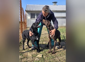Cezar ❤️neugieriger Schnauzermischling mit Herz und Köpfchen
