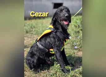 Cezar ❤️neugieriger Schnauzermischling mit Herz und Köpfchen