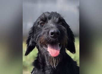 Cezar ❤️neugieriger Schnauzermischling mit Herz und Köpfchen